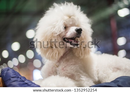 Groomed white cute Poodle with curly fur. Close up muzzle portrait. It is most intelligent dog breed.