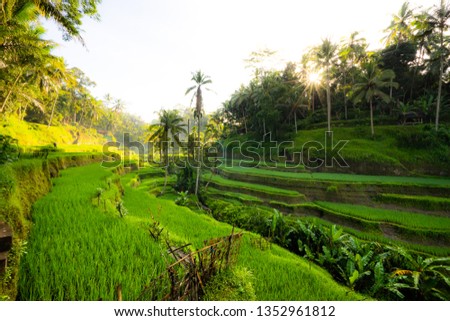 Walking on Paddy Field. Ceking Rice Terrace in Ubud. Farming on the steep hill. Earth Day. National Agriculture Ag Day. World Food Day. World Environment Day. Spring Summer Warm Sunrise Morning.