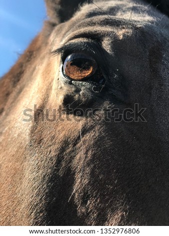 Close up picture of a horses eye and part of his cheek.