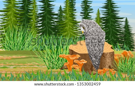 Tawny owl sits on a stump in the forest. Spruce trees and grass, chanterelle mushrooms. Wild animals and birds of Eurasia, USA and Scandinavia. Strix aluco. Realistic Vector Landscape