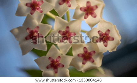 Beautiful white flower in focus, macro with great bokeh