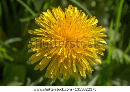 Looking down on a bright yellow dandelion, with a shallow depth of field