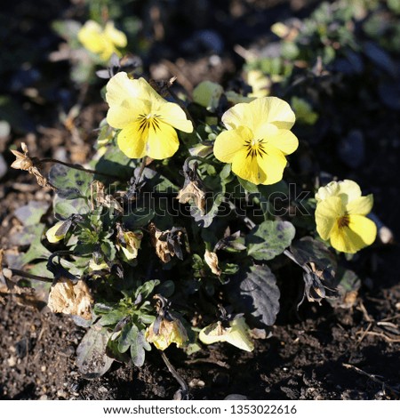 Plenty of pretty bright yellow pansy flowers blooming. Photographed in Nyon, Switzerland during a beautiful sunny spring day. Lovely, detailed photo of pretty pansies. Color image. Macro photo.