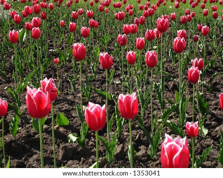 part of the field of red tulips