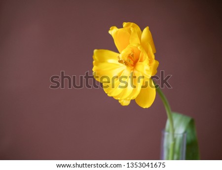 flowers on brown background . beautiful tulips