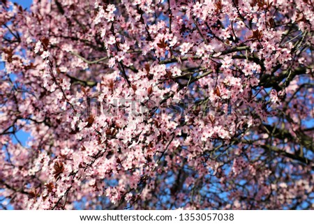 An Image of a tree, spring