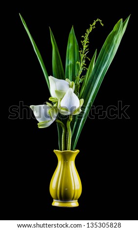 White lotus flower in a vase on Black