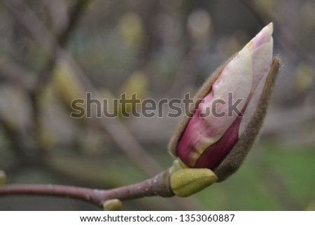 Bud of magnolia. beautiful pink flower. 