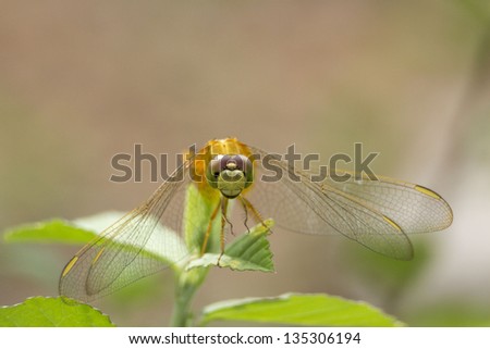 Dragonfly bug