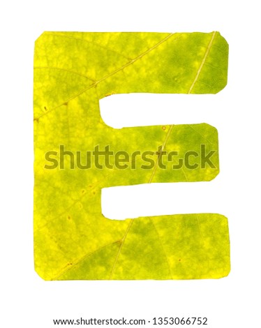 Letter E carved from the autumn leaves, isolated on white background, closeup
