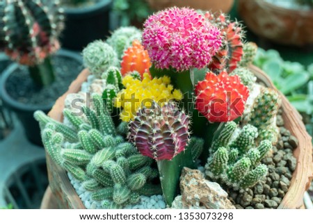 Cactus is the scientific name Mila sp.