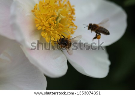bees on white peonies