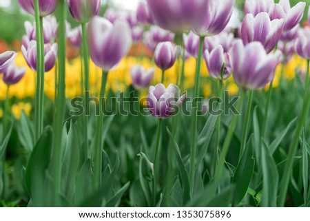Tulips of all colours are in the park
