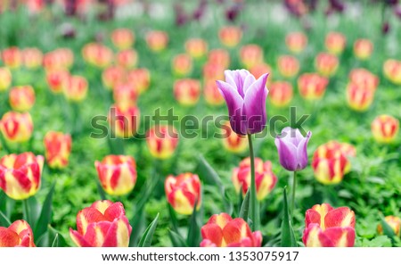 Tulips of all colours are in the park