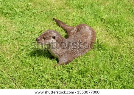 Otter on grass in England