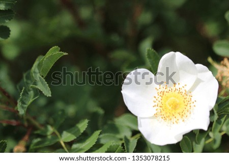 big white rose flower