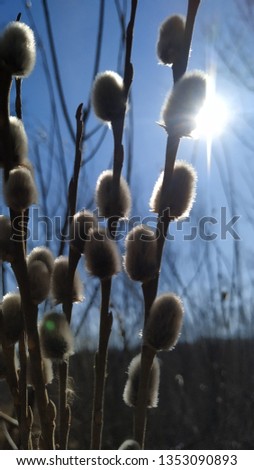 Willow branches opposite to the sun. Bright beams light shaggy buds of a tree.