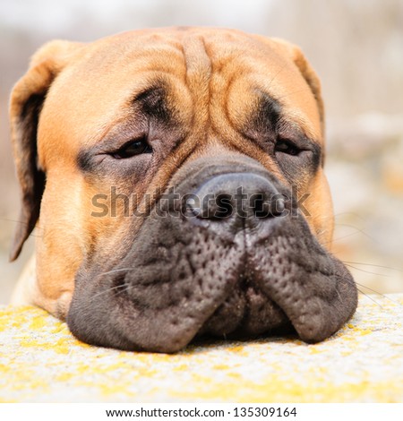 bullmastiff dog portrait close-up. looks into the camera