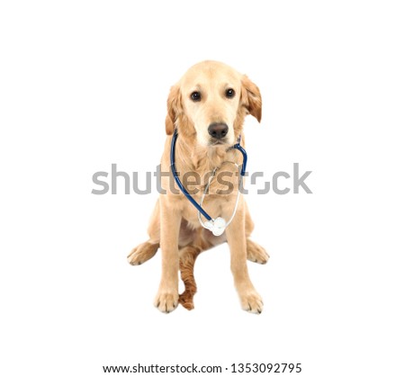 Cute golden retriever puppy dog sitting on the floor while wearing a stethoscope against a white background