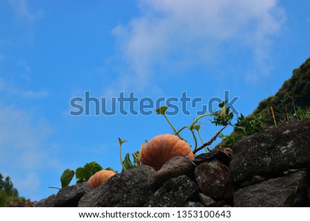 It is a picture of a pumpkin on a stone wall.