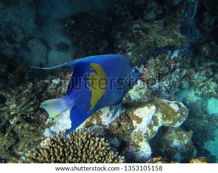     Yellowband angelfish (Pomacanthus maculosus), also known as the halfmoon angelfish.                           