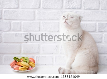 Funny Scottish Fold cat siting near white wall with macaroons. Cat playing with food 