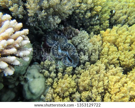       Nephtheidae Soft coral (Litophyton arboreum) and Tridacna gigas.                    