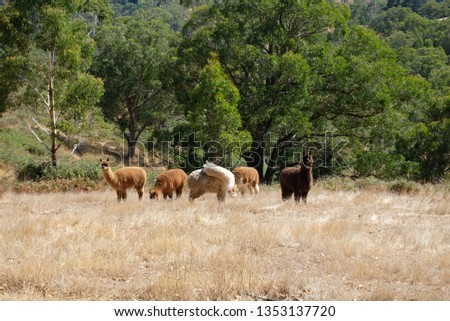a herd of Alpaca standing, walking and grazing with Australia's outback as the background