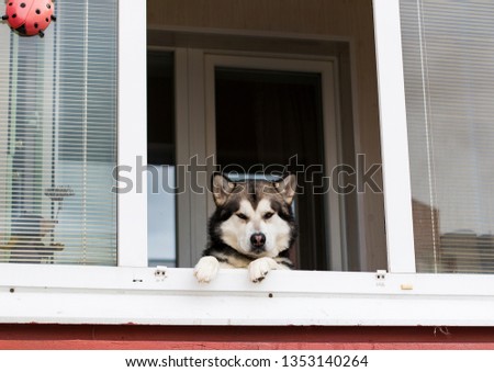 Cute dog is yawning. Fluffy dog. Looking out of the window. Husky dog. Laika