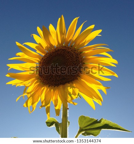 beautiful sunflower against backlight with blue sky