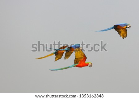 Colorful macaw parrots flying in the sky 