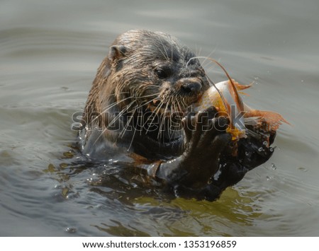 Otter catching fish in lake