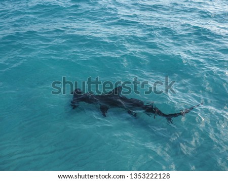 Great Hammerhead Shark Royalty-Free Stock Photo #1353222128