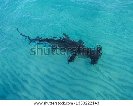 Great Hammerhead Shark Royalty-Free Stock Photo #1353222143