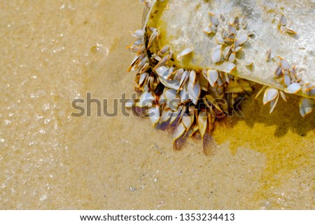 The barnacle sticking on plastic glass at the beach use for environmental crisis background