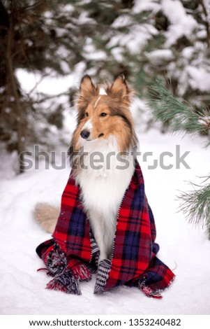 Sheltie dog in the winter forest