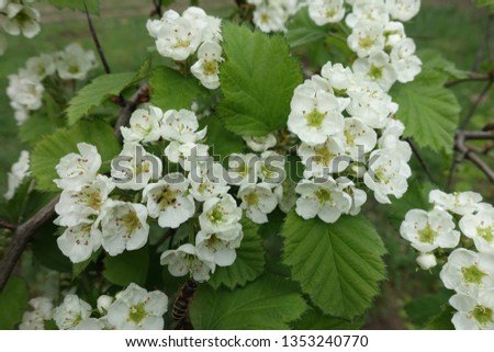 Branch of northern downy hawthorn with lots of white flowers