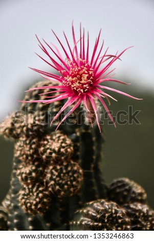 Abstract vintage picture style of pink cactus flowers in flower pot, selected focus.