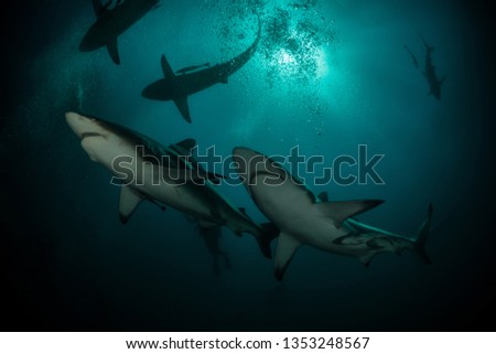 Lot of hungry and dangerous sharks swim for food question on blue ocean background with sun on back plan.