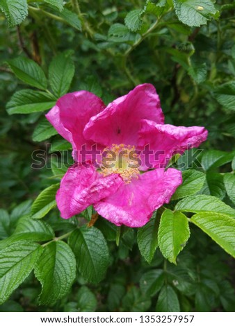 Rosehip flowering tree