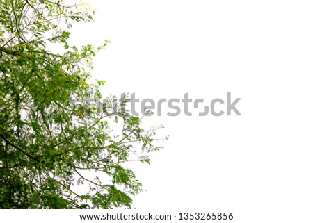 The green leaves are large shrubs attached on the brown branches coming out on the white background.