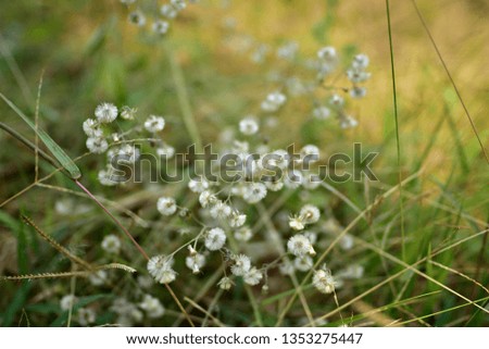 Blurred natural and abstract background image of weed flowers in the wild on the field 