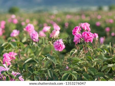 Rosa damascena, known as the Damask rose - pink, oil-bearing, flowering, deciduous shrub plant. Bulgaria,  the Valley of Roses. Close up view. Royalty-Free Stock Photo #1353276047