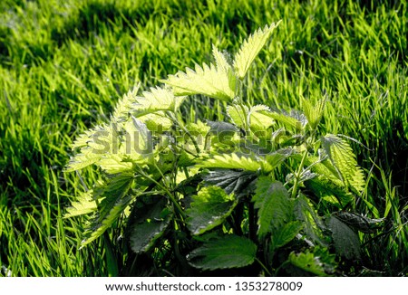 summer green grass field