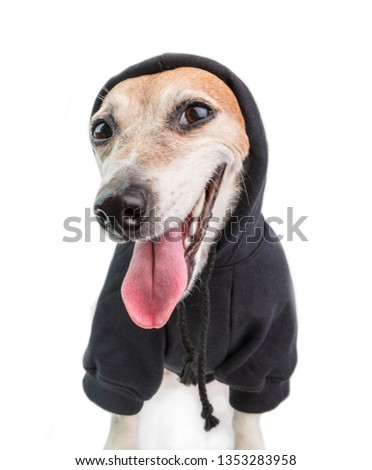Sarcastic funny dog smile. Black hoodie rapper style. White background