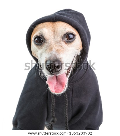 Happy satisfied dog wearing black hoodie. Gangster style clothes. White background