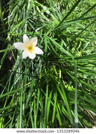 Single white fairy lily rain in green leaves and grass nature botanical photo