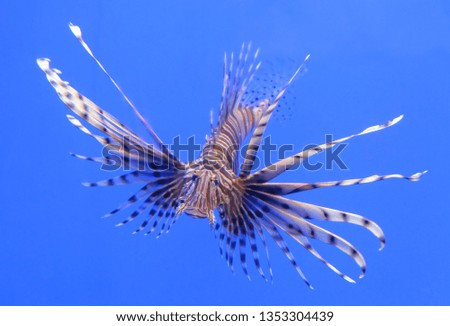 Striped lionfish (Latin Pterois volitans) or Common Lionfish swims in front