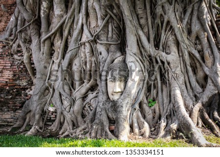  Buddha head ancient in the roots big tree at Wat Mahathat Ayutthaya in Thailand