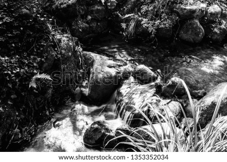 Stream flowing through the forest, pictured in black and white